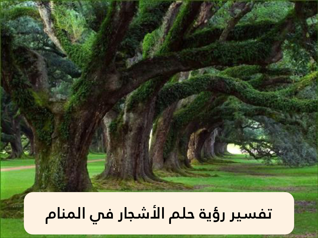 تفسير رؤية حلم الأشجار في المنام للعزباء