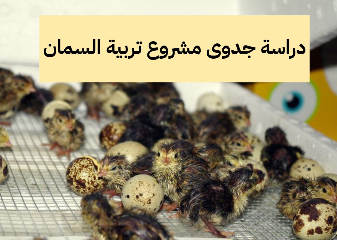 دراسة جدوى مشروع تربية السمان